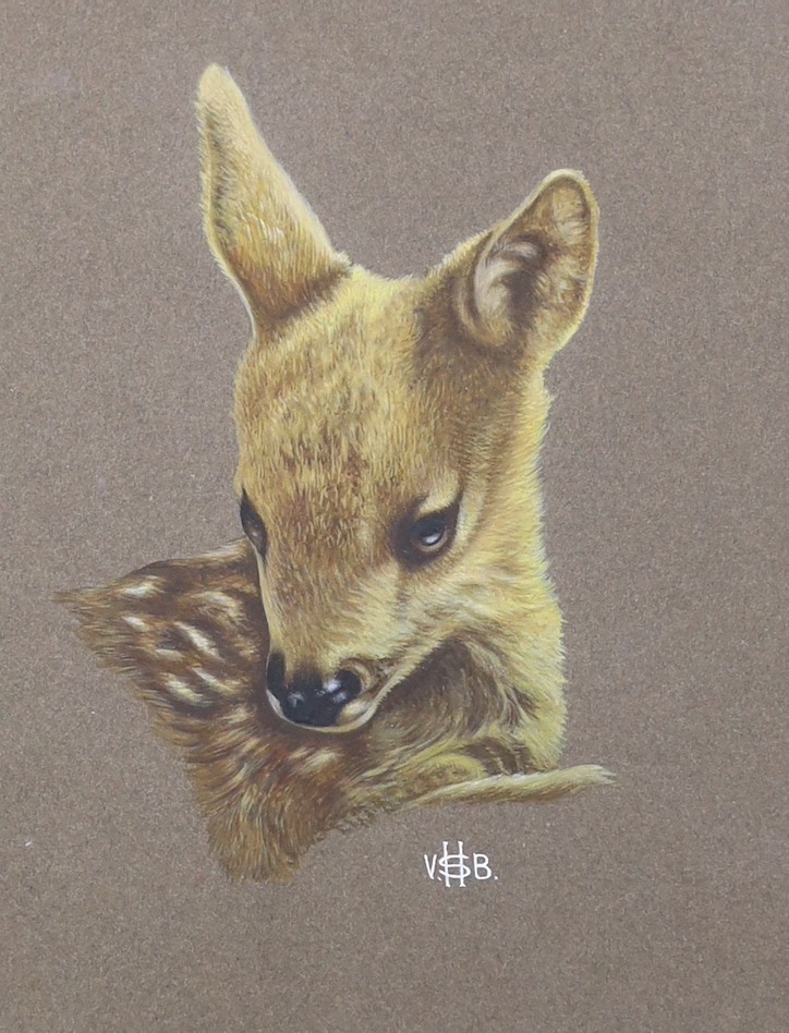 Victor Hugh Seamark Burroughs (1900-1979), gouache, Head of fallow deer fawn, monogrammed, Royal Academy Exhibition label verso, exhibited 1972, 20 x 15cm